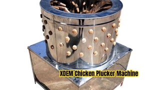 XDEM Ticari Tavuk Plucker Makinesi 60 Varil Paslanmaz Çelik Tavuk Ördek için Kümes Hayvanları Tüy Dökücü