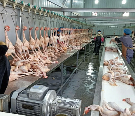 Kümes Hayvanları İşleme Makinesi PLC Kontrolü 3-5KW Motor Gücü Yüksek Verimli Tavuk Ördek Kaz Kesim Üretim Hattı CE Sertifikalı